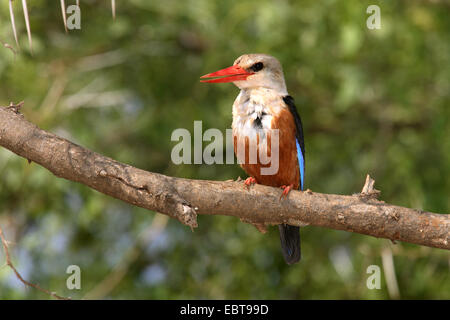 A testa grigia kingfisher (Halcyon leucocephala), seduto su un ramo, Kenya, Samburu Riserva nazionale Foto Stock