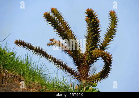 Pino cileno (Araucaria araucana), giovane cileno pine Foto Stock