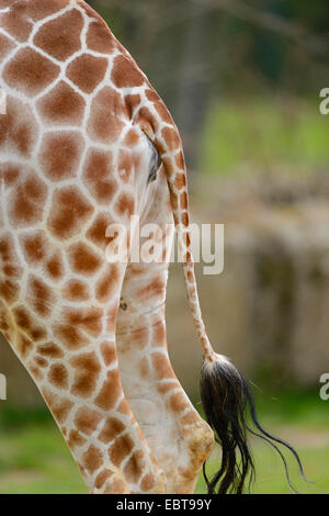 Giraffe reticolate (Giraffa camelopardalis reticulata), le luci di coda Foto Stock