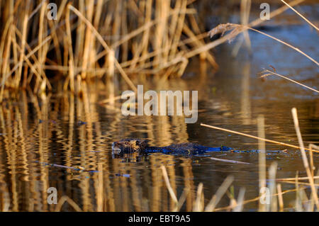 Topo muschiato (Ondatra zibethica), nuoto nel nastro a lamelle di un lago, Germania Foto Stock