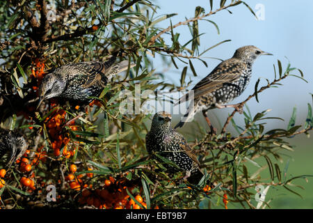 Starling comune (Sturnus vulgaris), seduta su una fruttificazione seabuckthorn, Germania, Meclemburgo-Pomerania Occidentale Foto Stock