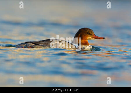 Smergo maggiore (Mergus merganser), nuoto femminile su un lago, GERMANIA Baden-Wuerttemberg Foto Stock