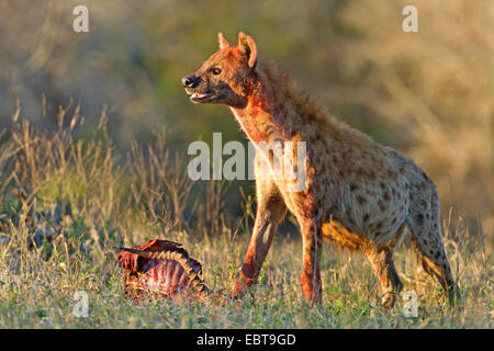 Spotted hyena (Crocuta crocuta), di alimentazione su un antilope, Sud Africa, Hluhluwe-Umfolozi Parco Nazionale Foto Stock