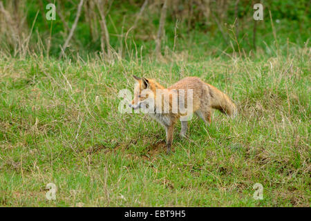 Red Fox (Vulpes vulpes vulpes), con il mouse nella sua bocca, in Germania, in Baviera Foto Stock