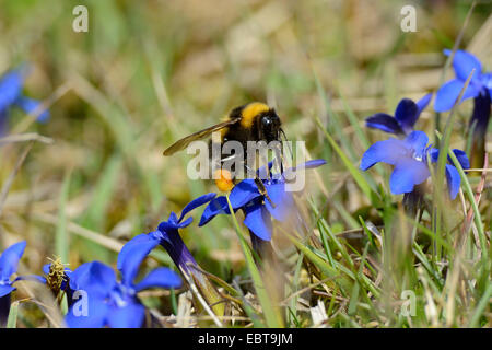 La molla la genziana (Gentiana verna), fiore con Bumble Bee, in Germania, in Baviera Foto Stock