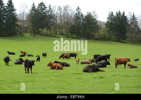 Gli animali domestici della specie bovina (Bos primigenius f. taurus), allevamento in un pascolo, in Germania, in Baviera Foto Stock