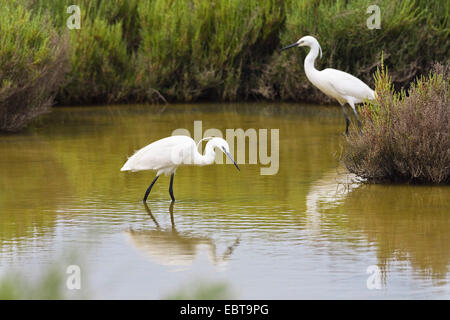 Garzetta (Egretta garzetta), due garzette in acque poco profonde, Spagna, Balearen, Maiorca, Parco Nazionale Albufera Foto Stock