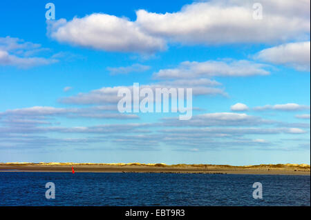 Guarnizione di tenuta del porto, guarnizione comune (Phoca vitulina), vista dal mare all'isola Norderney con la colonia di foche in spiaggia, Germania, Bassa Sassonia, Norderney Foto Stock