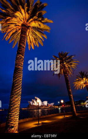 Opera di Sydney a notte con palme illuminata, Australia Nuovo Galles del Sud di Sydney Foto Stock