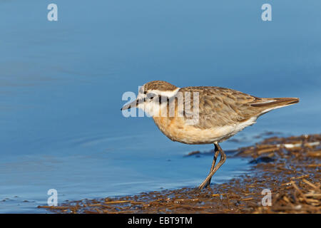 Kittlitz del piviere di sabbia (Charadrius pecuarius), sulla riva, Sud Africa, Krueger National Park Foto Stock