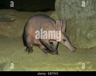 Aardvark, ant bear (Orycteropus afer), passeggiate nella sabbia tra rocce Foto Stock