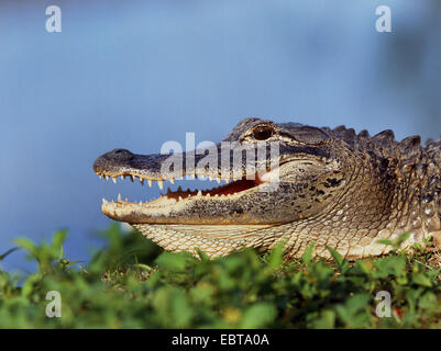 Il coccodrillo americano (Alligator mississippiensis), laterale verticale, giacente in corrispondenza di una riva Foto Stock