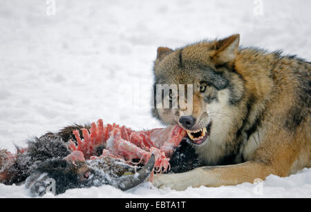 Unione lupo (Canis lupus lupus), alimentando , Germania Foto Stock