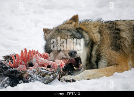 Unione lupo (Canis lupus lupus), alimentando , Germania Foto Stock