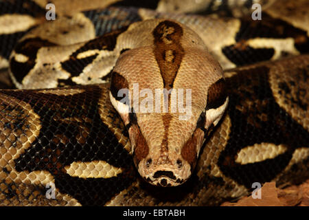 Red-tailed Boa (Boa constrictor), ritratto Foto Stock