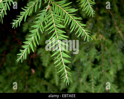 Western la cicuta (Tsuga heterophylla), ramo Foto Stock