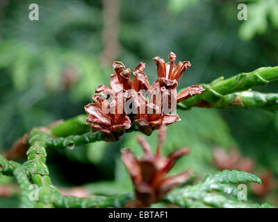 Thuja giapponese (Thuja standishii), il ramo con i coni Foto Stock