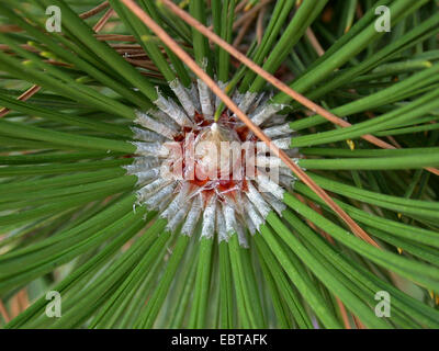 Pino loricato, Palebark pine (Pinus leucodermis), aghi Foto Stock