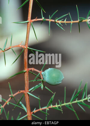 Cedro coccolone, cade (juniperus oxycedrus), con cono Foto Stock