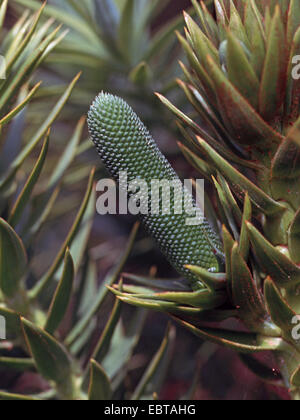 Pino brasiliano (Araucaria angustifolia), infiorescenza maschile in bud Foto Stock