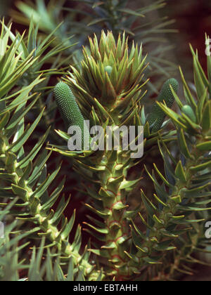 Pino brasiliano (Araucaria angustifolia), infiorescenza maschile in bud Foto Stock