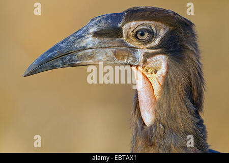 Massa meridionale hornbill, massa hornbill (Bucorvus leadbeateri, Bucorvus cafer), femmina, ritratto, Sud Africa, Krueger National Park Foto Stock