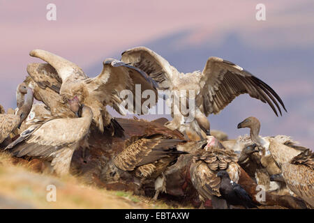 Cape vulture (Gyps coprotheres), alimentando il cadavere, Sud Africa, Kwazulu-Natal, castello dei giganti Foto Stock
