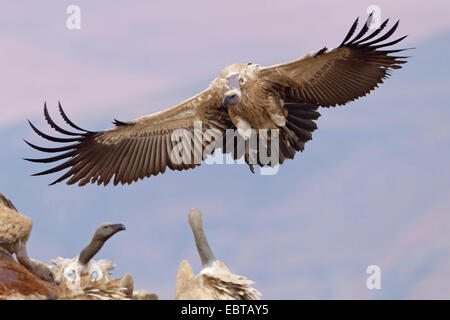 Cape vulture (Gyps coprotheres), lo sbarco, Sud Africa, Kwazulu-Natal Foto Stock