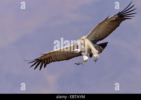 Cape vulture (Gyps coprotheres), lo sbarco, Sud Africa, Kwazulu-Natal, castello dei giganti Foto Stock