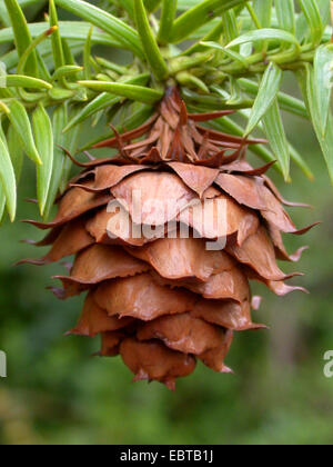 Cina fir, cinese (fir Cunninghamia lanceolata), il ramo con un cono Foto Stock