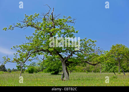 Rovere (Quercus spec.), albero singolo in un prato, in Germania, in Baviera, Maeusberg NSG Foto Stock