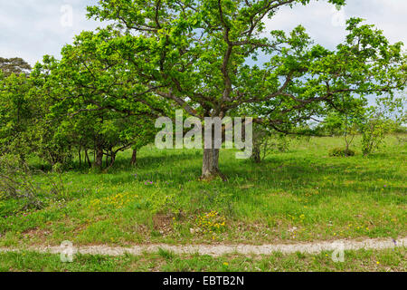 Rovere (Quercus spec.), in un prato, in Germania, in Baviera, Maeusberg NSG Foto Stock