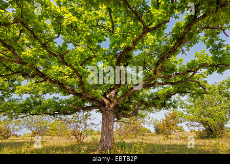 Rovere (Quercus spec.), in un prato, in Germania, in Baviera, Maeusberg NSG Foto Stock