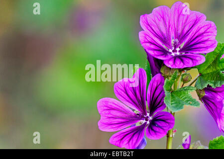 Zebrina (malva Malva Sylvestris ssp. mauritiana, Malva Sylvestris var. mauritiana, Malva mauritiana), fiori, in Germania, in Baviera Foto Stock