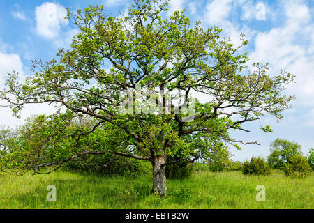 Rovere (Quercus spec.), in un prato, in Germania, in Baviera, Maeusberg NSG Foto Stock