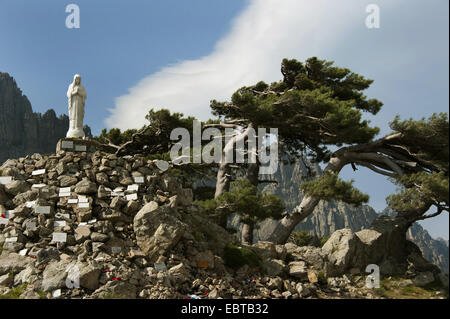 Europeo di pino nero, pino austriaco, pini neri, Corsican pine (Pinus nigra), la statua della Vergine Maria al Col de Bavella, Francia, Corsica, Bavella Pass Foto Stock