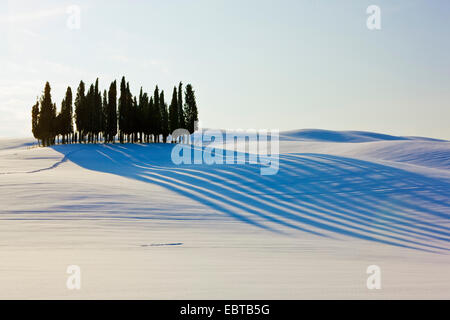 Italian cipresso (Cupressus sempervirens), gruppo cypreses nel paesaggio invernale a Sunshine, in Italia, in Toscana Foto Stock