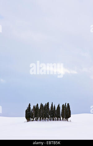 Italian cipresso (Cupressus sempervirens), gruppo cypreses nel paesaggio invernale, Italia, Toscana Foto Stock