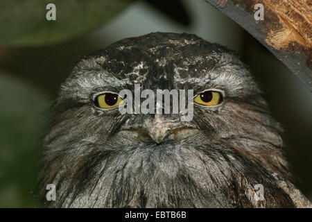 Bruno frogmouth (Podargus strigoides), ritratto Foto Stock