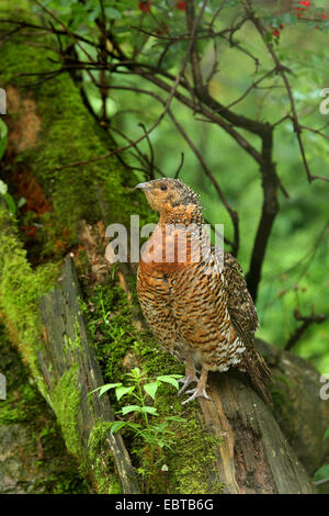 Western gallo cedrone, legno gallo cedrone (Tetrao urogallus), Gallina su un tronco di albero, Germania Foto Stock