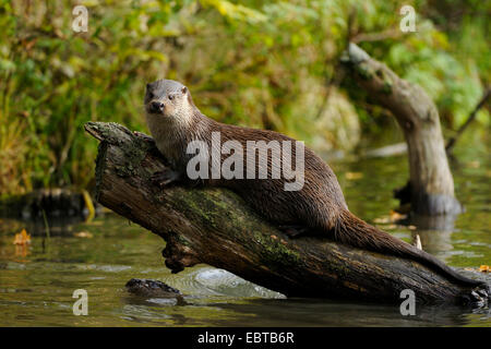 Unione Lontra di fiume, Lontra europea, lontra (Lutra lutra), su un tronco di albero in un fiume, Germania Foto Stock