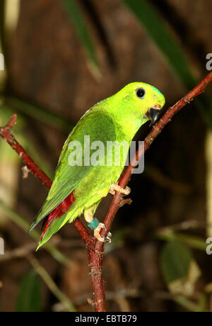 Blu-incoronato Hanging Parrot (Loriculus galgulus), seduto su un ramoscello Foto Stock