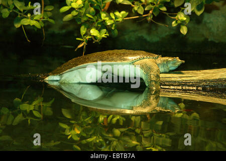 Spinosa softshell turtle (Apalone spinifera, Trionyx spiniferus), su un ramo per l'acqua Foto Stock