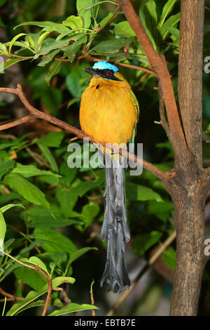 Blu-crowned Motmot (Momotus momota), seduto su un ramo Foto Stock