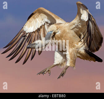 Cape vulture (Gyps coprotheres), lo sbarco, Sud Africa, Kwazulu-Natal, castello dei giganti Foto Stock