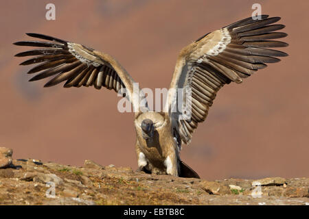 Cape vulture (Gyps coprotheres), a partire da uno sperone di roccia, Sud Africa, Kwazulu-Natal Foto Stock