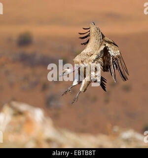 Cape vulture (Gyps coprotheres), lo sbarco, Sud Africa, Kwazulu-Natal, castello dei giganti Foto Stock