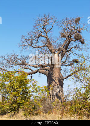 Baobab, pane scimmia, scimmia tamarind (Adansonia spec.), nella savana, Sud Africa, Krueger National Park, Letaba Camp Foto Stock