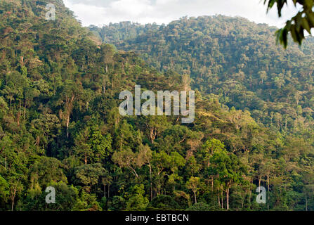 La foresta pluviale, Uganda, Parco nazionale impenetrabile di Bwindi Foto Stock