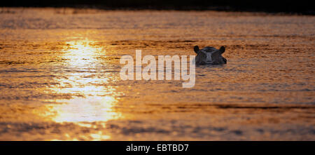 Ippopotamo, ippopotami, comune ippopotamo (Hippopotamus amphibius), nuoto nel Nilo Bianco al tramonto, Uganda Foto Stock